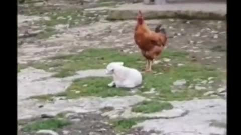 Dog trying to crow like Rooster Funny Animals #shorts