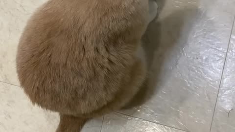 funny cat behavior when hungry