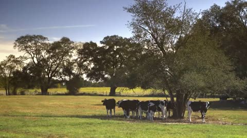 Florida Dairy Farmer Holds Concert for Dairy Cows