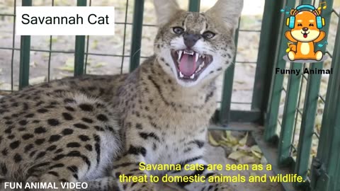 Short Video of Savana Cat