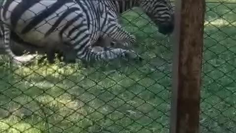 Zebra no zoológico