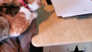 Cat Freaked Out About Printer