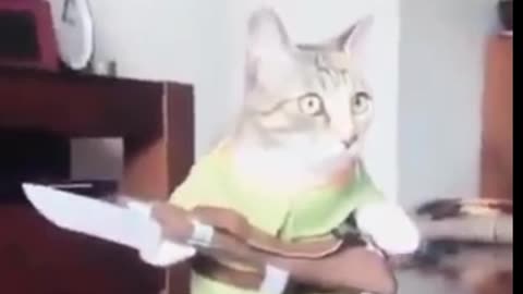 Cat funny video 😂