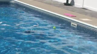 Perra Labradora hace equilibrio sobre tabla para recuperar una pelota de la piscina