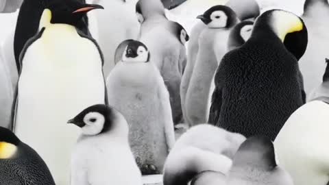 Emperor Penguin Colony.