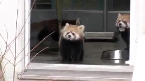 Red Panda Surprised