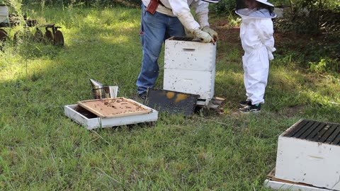 Introducing kids to honeybees, knowledge not fear