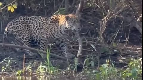 Jaguar stalking his prey
