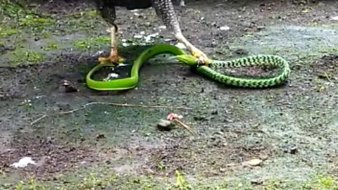 Eagle vs snake fight