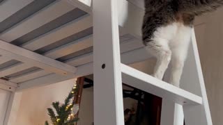 Recovering Three Legged Cat Climbs Bed Ladder After Surgery
