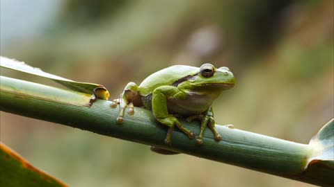 "Exploring the Fascinating World of Frog Reeds"