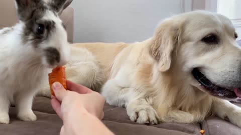 Golden Retriever Meets New Rabbit!