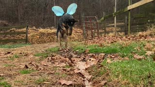 Doggy Wearing Wings Plays With Water