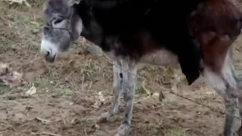 The funniest animal video ever!