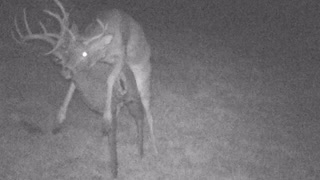 Deer Learns What It Means to be Catfished