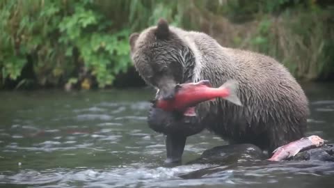 Salmon harvest season for bears has arrived