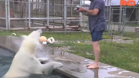 The Only Man In The World Who Can Swim With A Polar Bear: Grizzly Man