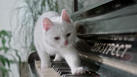 Funny cat playing piano.