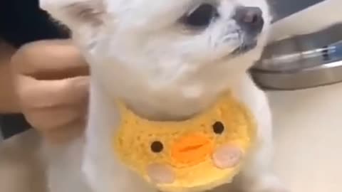 Cute Dog / Lovely Dog Video