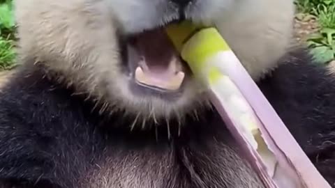 Panda is eating bamboo