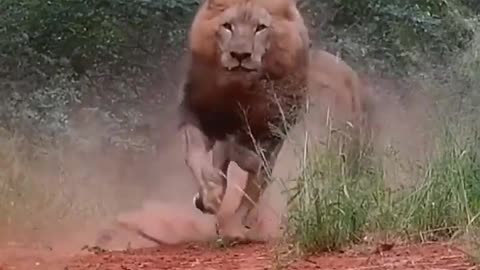 angry-lions-shorts-lion-shortvideo-viralvideo-trending