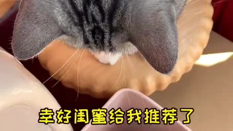 Moving Story of Cute Pet