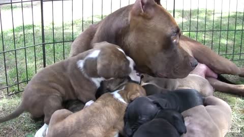 Pit Bull Momma Growls and Snaps At Her Puppies