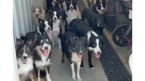 Well trained dogs