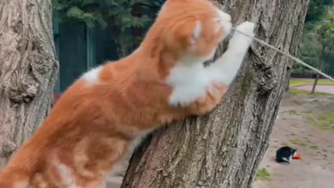 Funny videos funny animals funny cat funny cat playing fun with cat