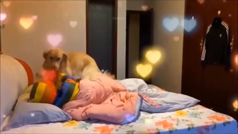 Funny animals videos Funniest Dogs And Cats Best Funny Videos 2023