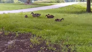 MAMA DUCK N Ducklings