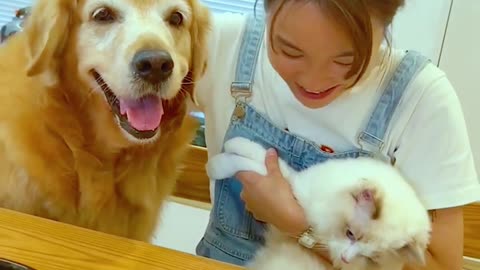 Funniest Dogs and Cats 😺🐶 Funny Animals 2023 😂