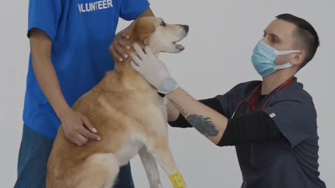 dog medical checkup