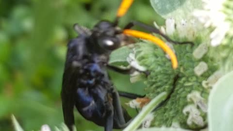 Spider wasp on mountain mint