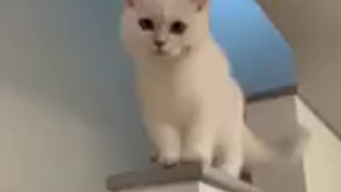 Cute cat lafinge