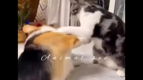 New Funny Animals 😂 Funniest Dog and Cat Videos 2023 🐶😂😹