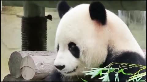 Awesome Panda Eating Bamboo