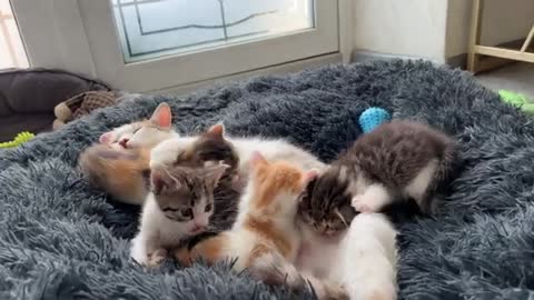 Mom Cat Takes Care of Her Baby Kittens