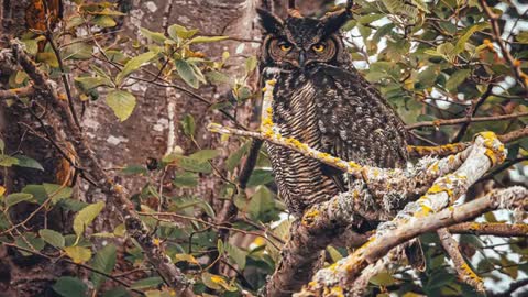 Big horned owl