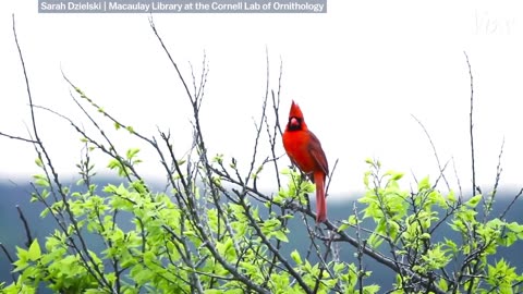 Why parrots can talk like humans