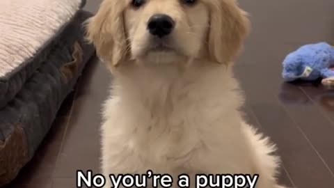 Is she a Puppy or Potato? 🐶 🥔 #dogshorts #puppy #dogs #goldenretriever #puppies #puppyvideos