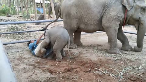 Cute Funny Baby Elephant Playing with her Mom and this Gentleman