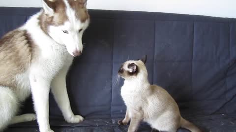 siamese kitten vs. Siberian husk } fanny video 2021