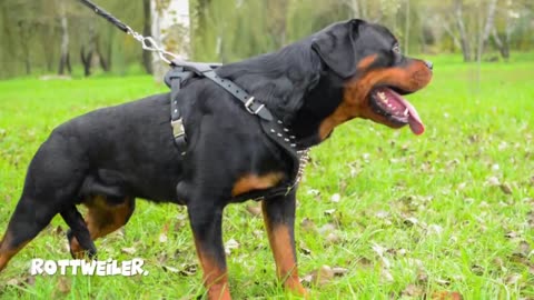Top 10 Extremely Muscular Dog Breeds.