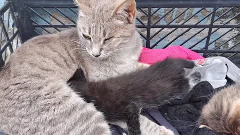 Cute kittens sleeping next to their mother. The mother cat is blind.