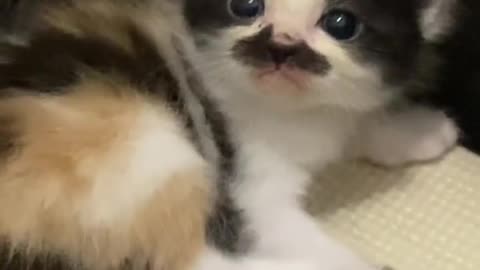 CAT WITH MUSTACHE 😂