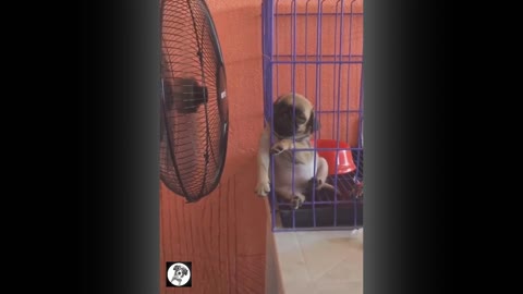 Funny Pug Videos!!!!! 😂😂😂😂😂😂😂😂😂😂😂