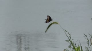 202 Toussaint Wildlife - Oak Harbor Ohio - Black Swallowtail