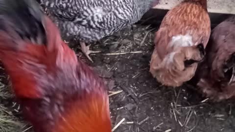 Breakfast time for the chickens