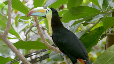 bird toucans